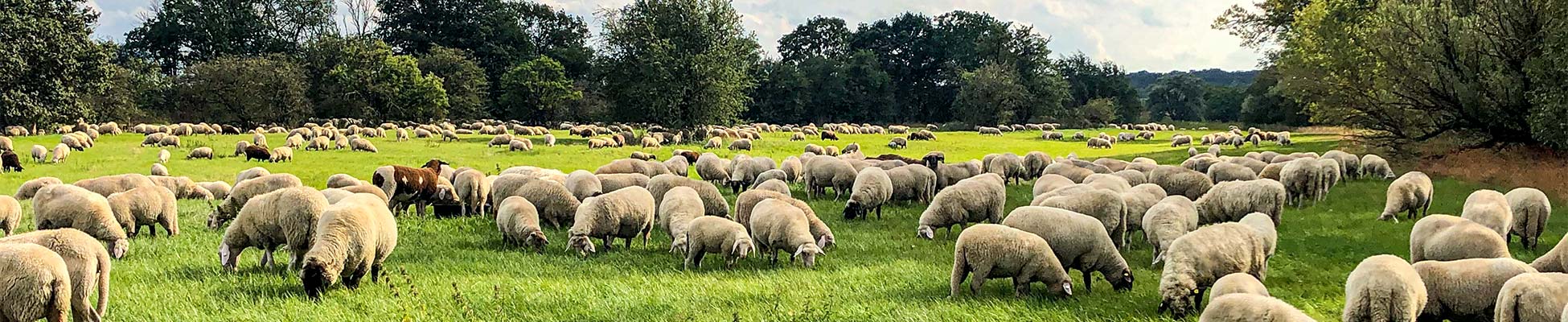 else-Bild - Schafe auf der Weide