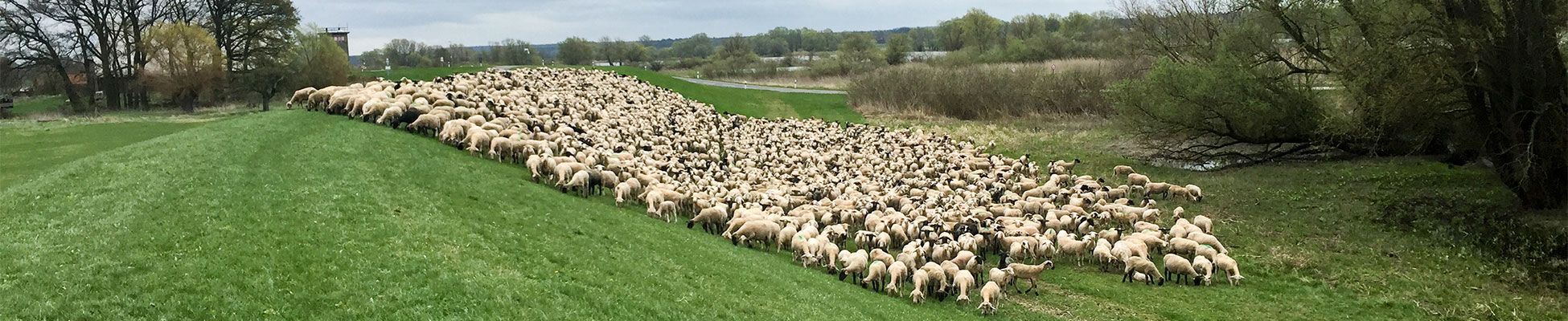 Foto: Deichplege - Schafe fressend auf einem Rasendeich