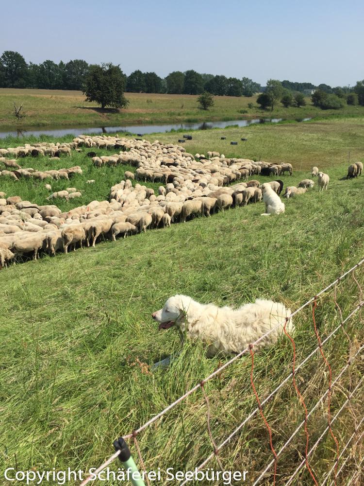 Schafe auf dem Deich bewacht von Hütehunden