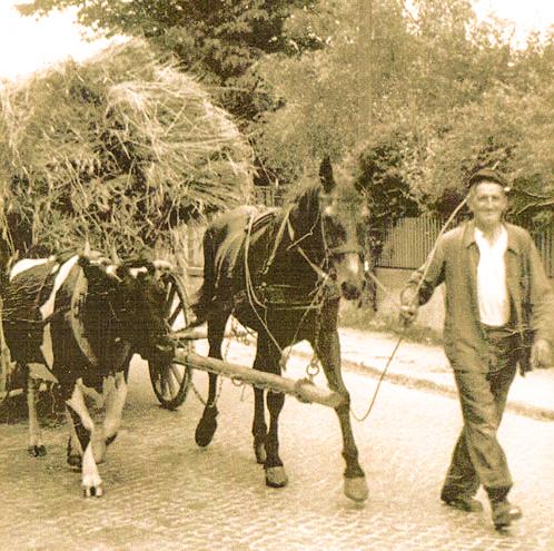 Mann zieht einen Pferdewagen mit Pferd und Kuh im Gespann und Heu