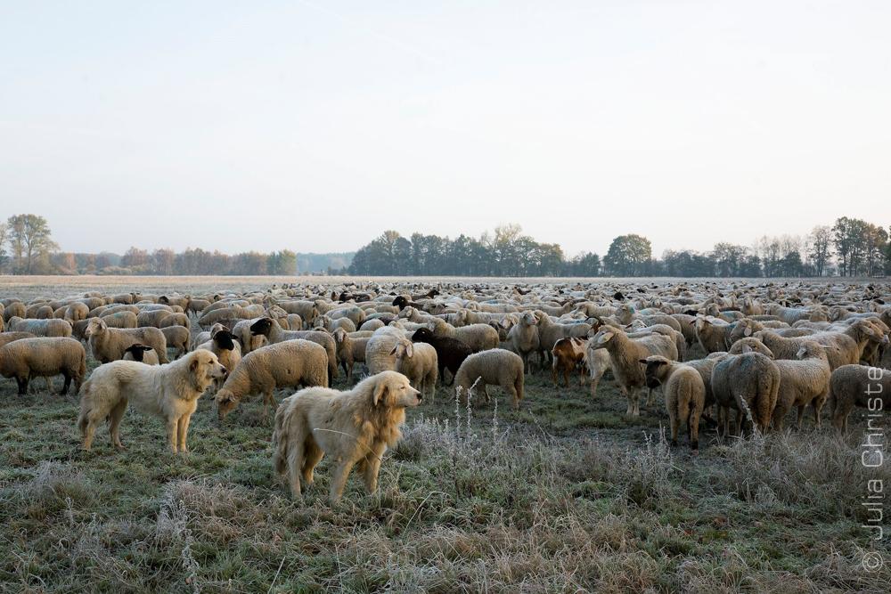 Schafherde und Hütehunde im Morgentau auf der Weide