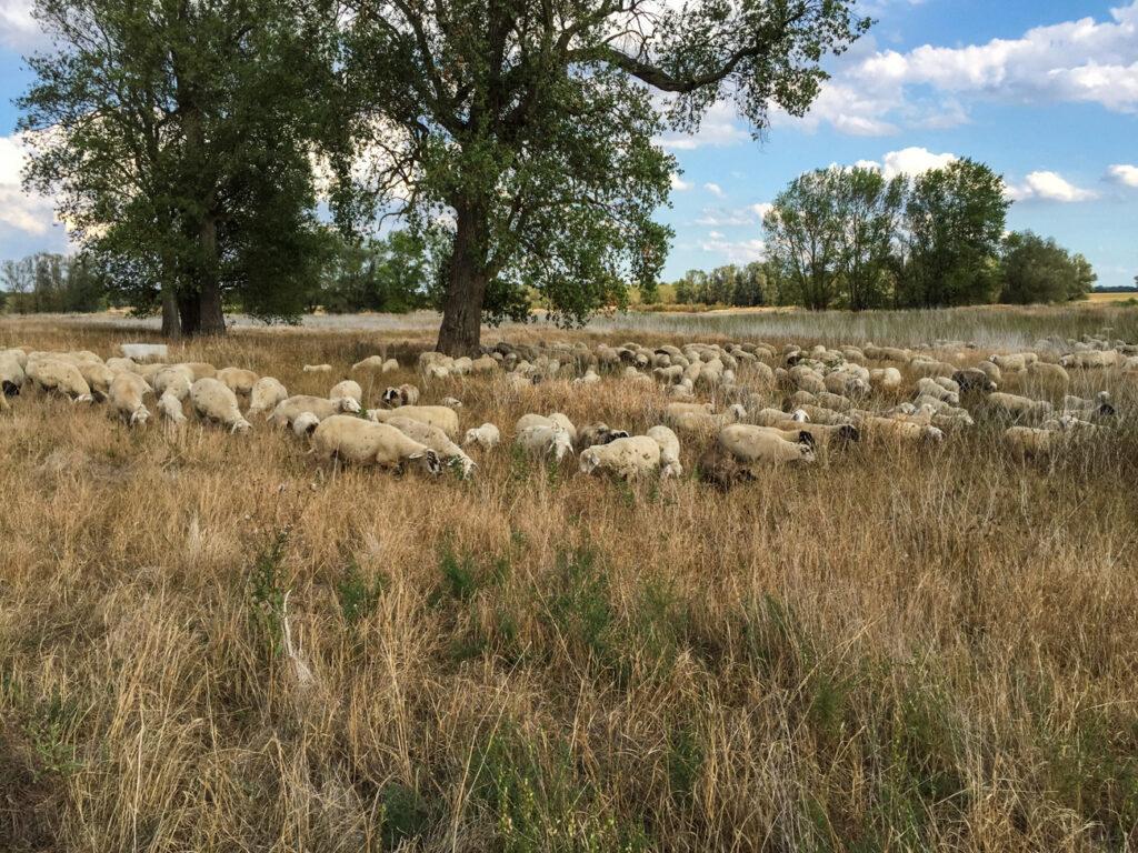 Schafe auf eine Weide