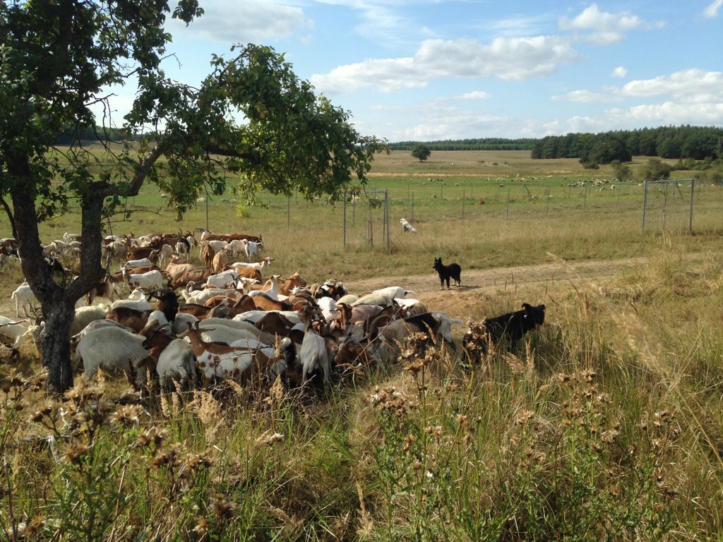 Schafe und Ziegen unter Obstbaum