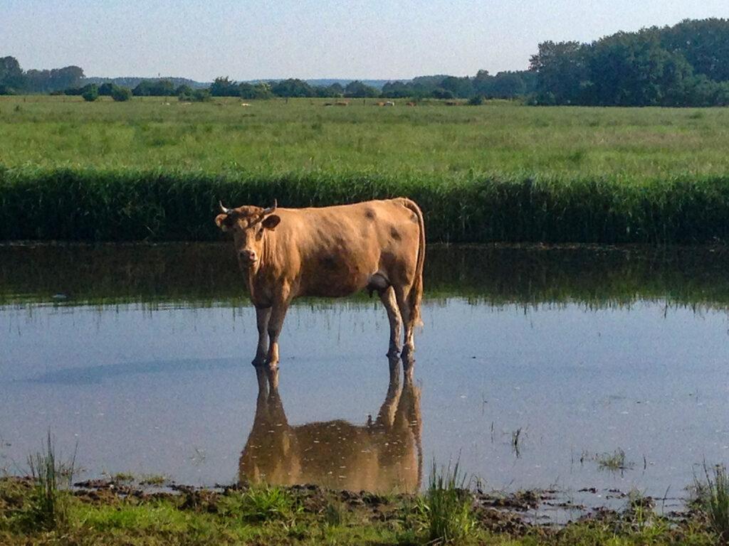 ein Rind steht mitten in einer Wasserfläche auf dem Rasen