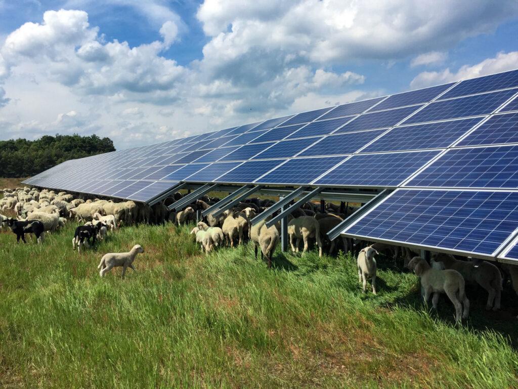 Schafe unter einer Photovoltaikanlagen mit Solarpanelen