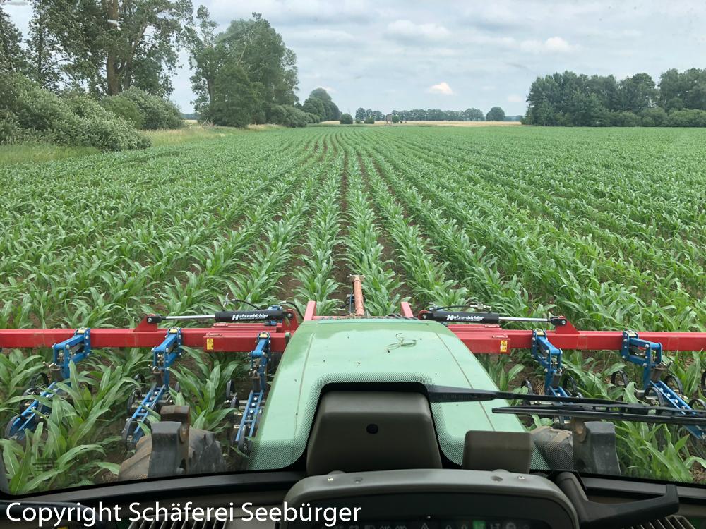 Blick aus einem Traktor mit Spritzeinrichtung davor fährt auf einem Feld mit jungen Maispflanzen