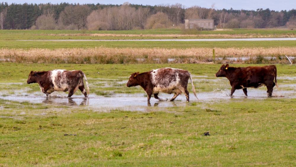 Rinder auf eine wasserüberfluteten Weide