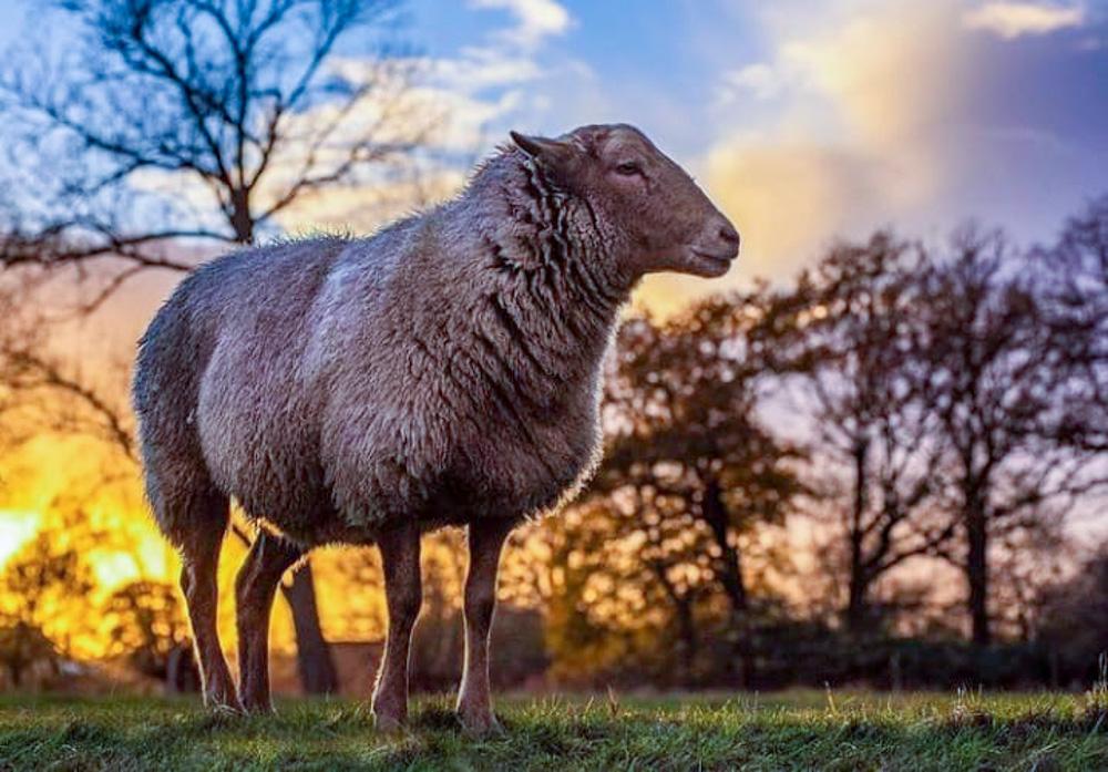 Schaf auf eine Wiese mit Sonnenuntergang dahinter