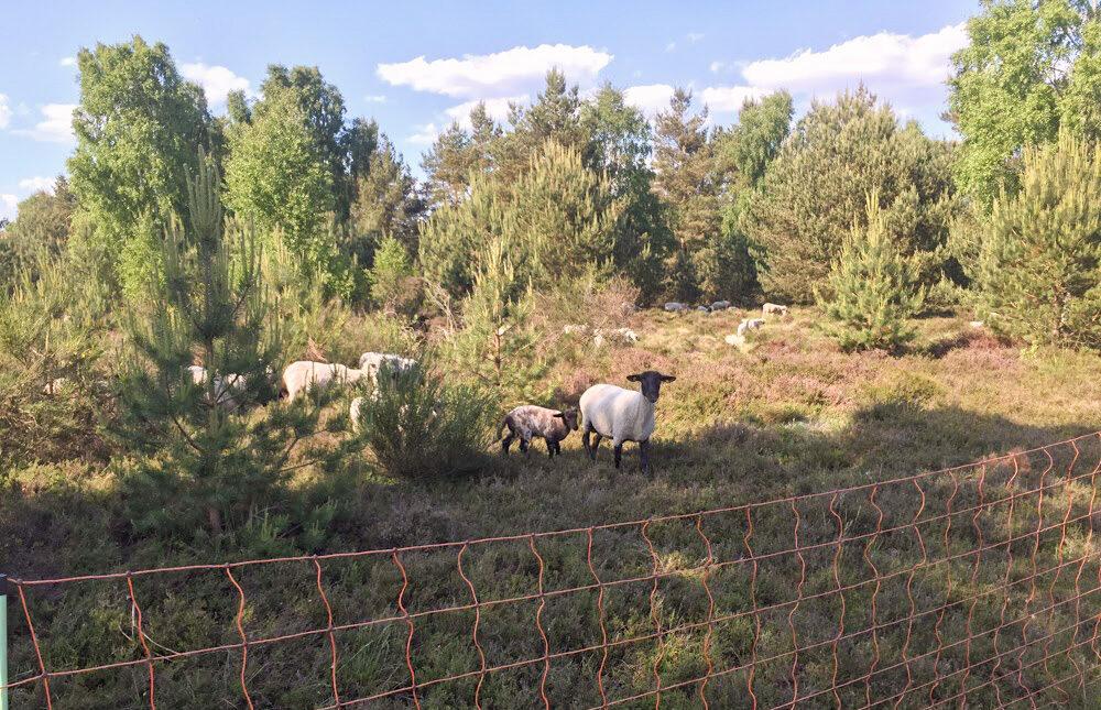 Schafe auf der Heide zwischen kleinen Nadelbäumen