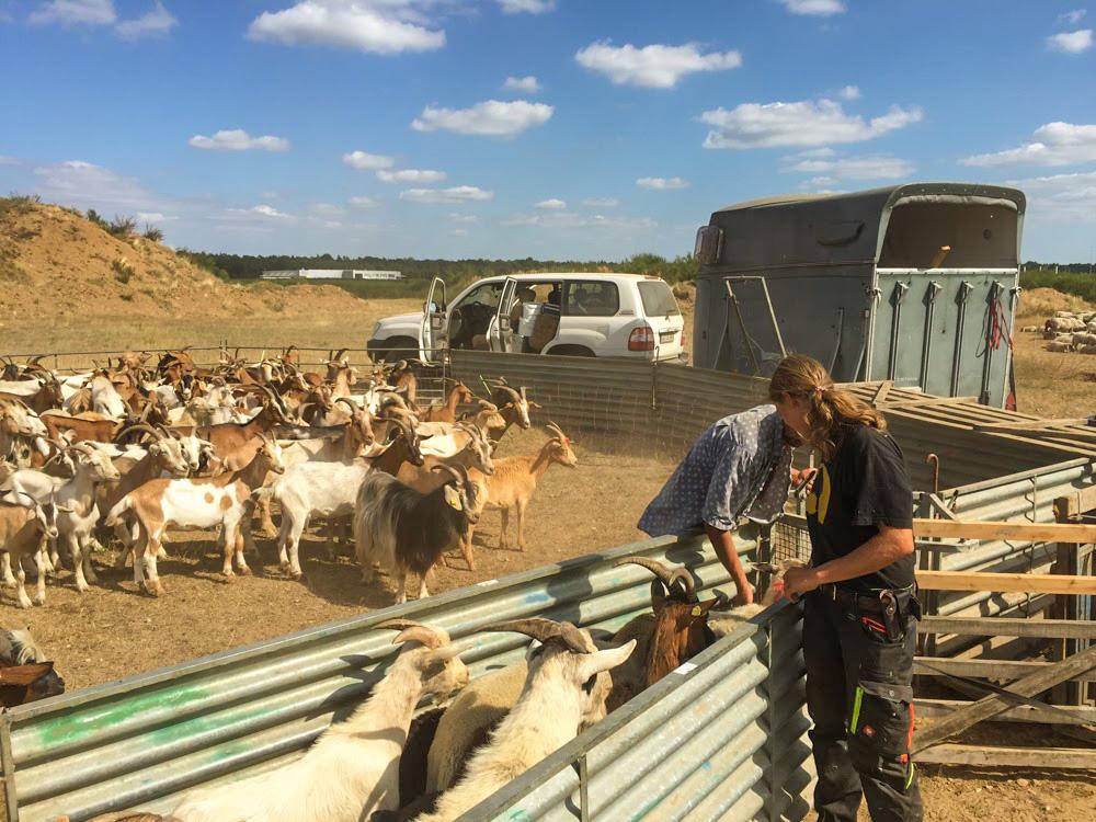 Schafe und Ziegen in Behandlung