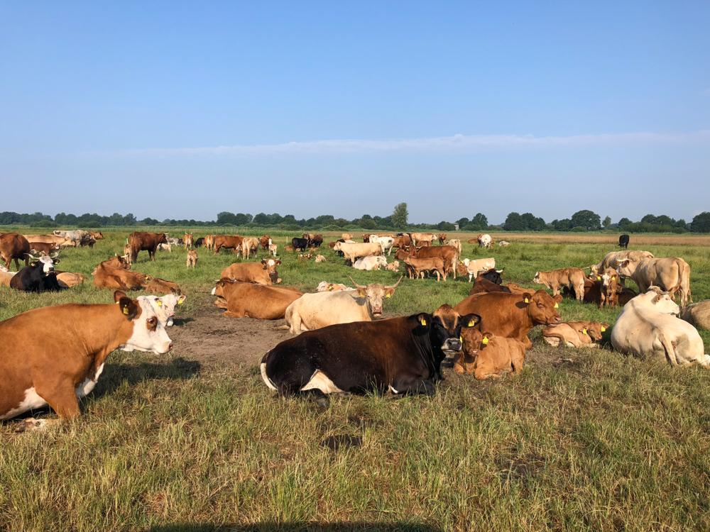 Kühe grasen und liegen auf der Weide