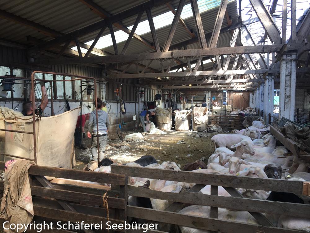 Männer und Frauen und geschoren Schafe in einem Stall beim Schafe scheren