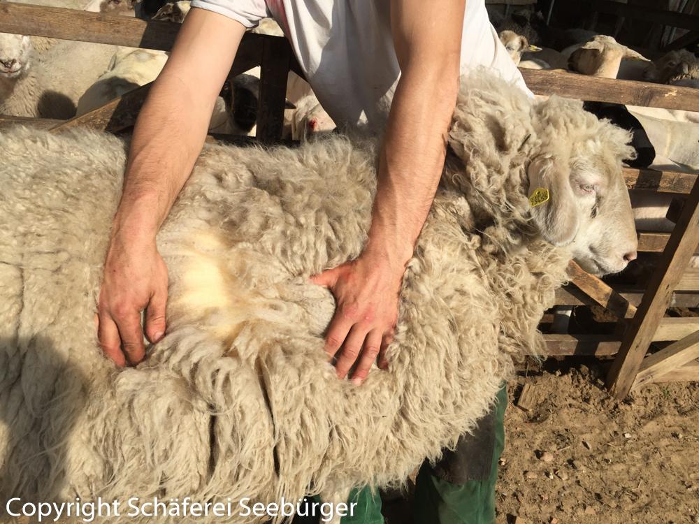 Mann hält Schaf und öffnet sein Fell