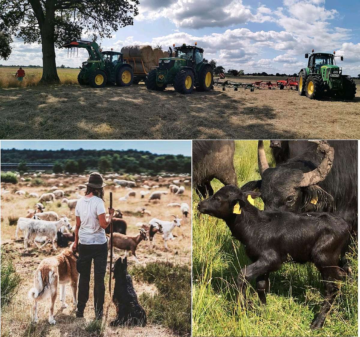 Bildmontage: Traktoren auf der Weide (oben), Schäferin mit Hütehunden und Schafen auf der Weide (links unten), Kalb mit Mutter (rechts unten)